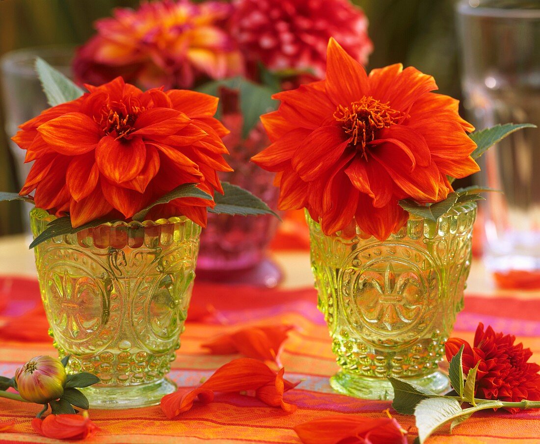 Zwei orangefarbene Dahlien in Vasen