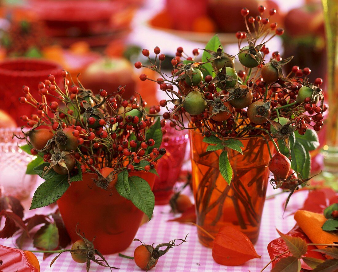 Two bunches of rose hips in red glasses