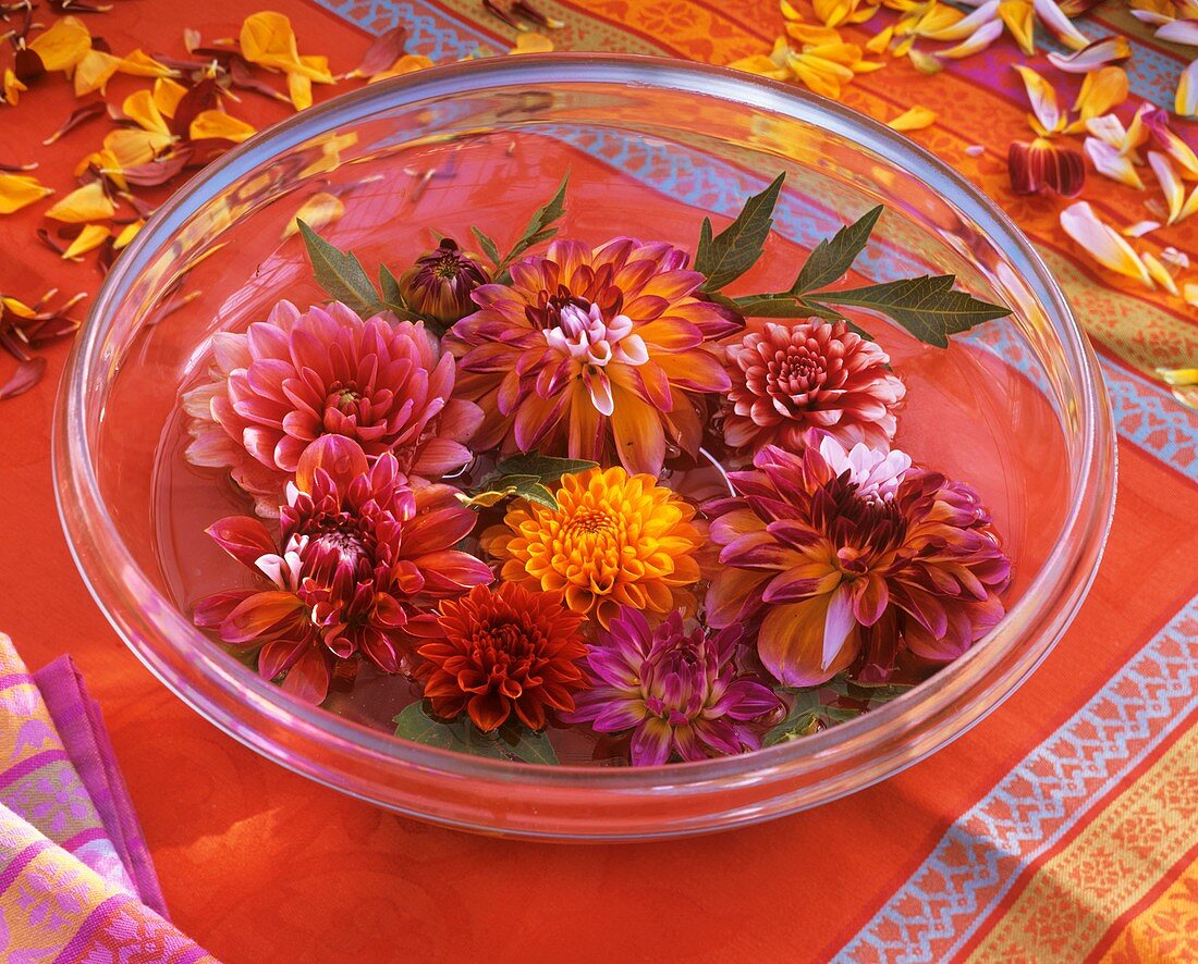 Glasschale mit schwimmenden Blüten von Dahlia (Dahlie)