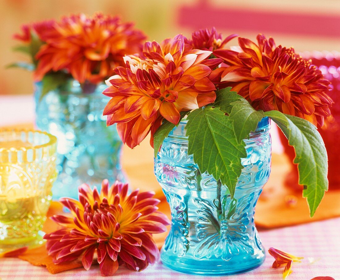 Dahlias in blue glasses