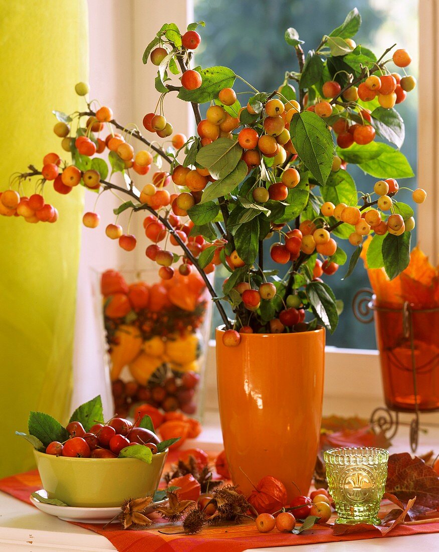 Ornamental apple branches (Malus) in orange vase, green bowl