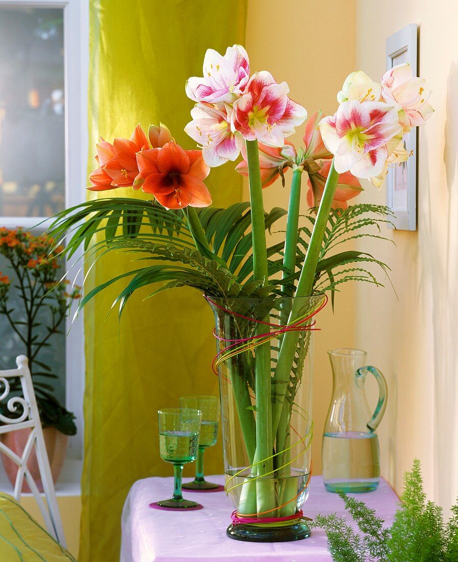 Amaryllis in a vase
