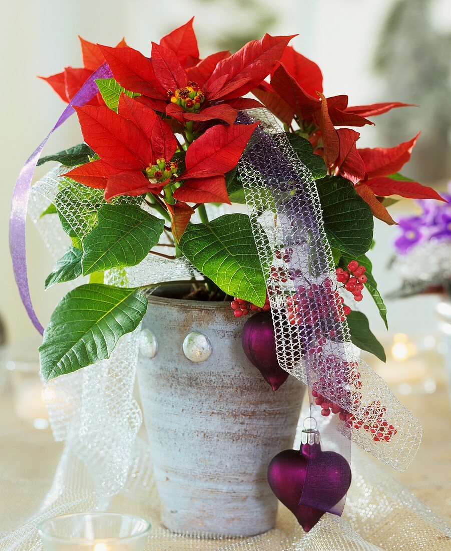 Red poinsettia in pot with heart-shaped tree ornaments