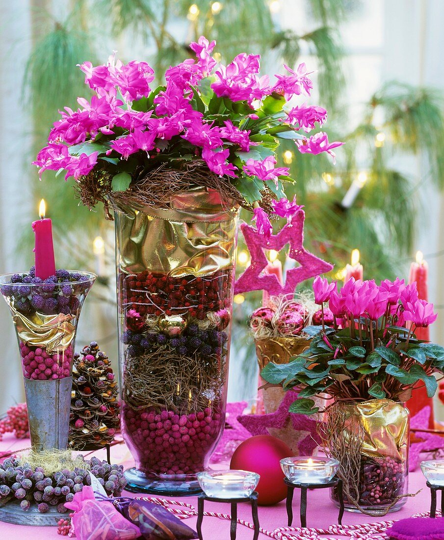 Christmas cactus and cyclamen with Christmas decorations