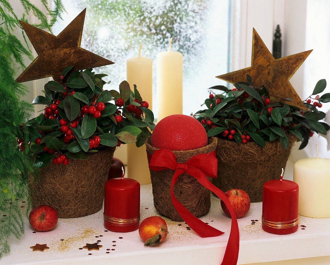 Wintergreen in coconut pots with Christmas decorations