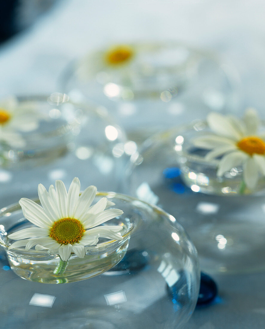 Marguerites used as table decoration