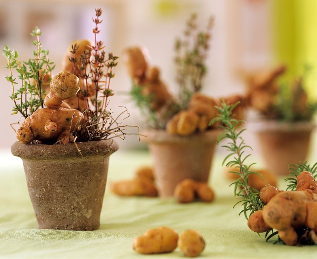 Amusingly shaped 'Bamberger Hörnchen' potatoes & herbs in pots