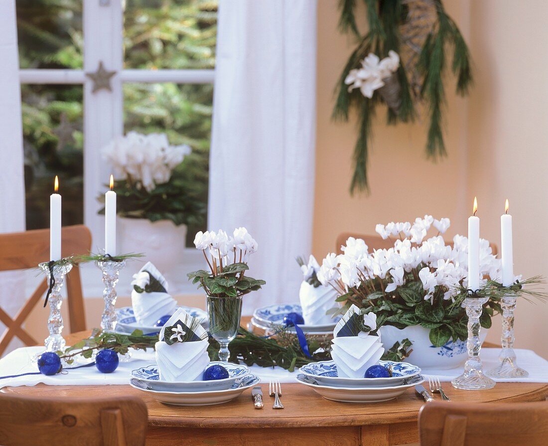 Cyclamen and blue baubles as Christmas table decoration
