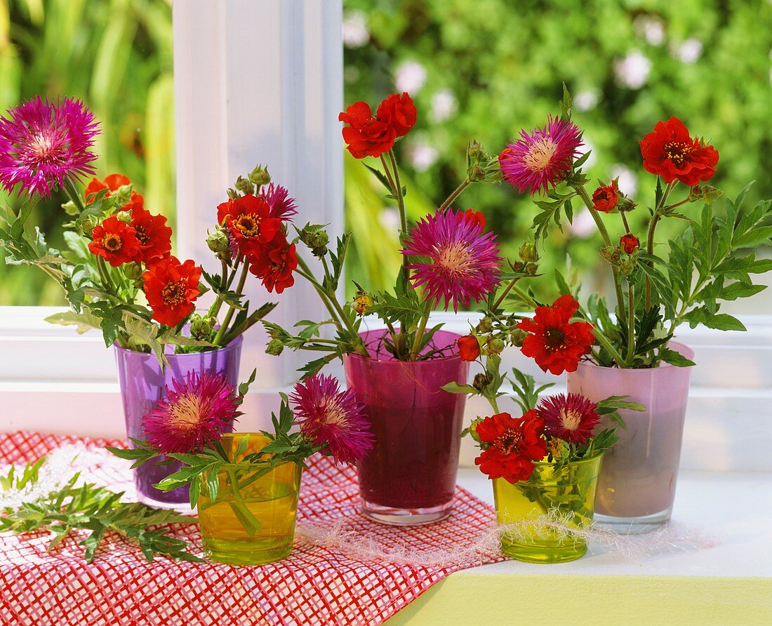 Centaurea and Geums in glasses by window