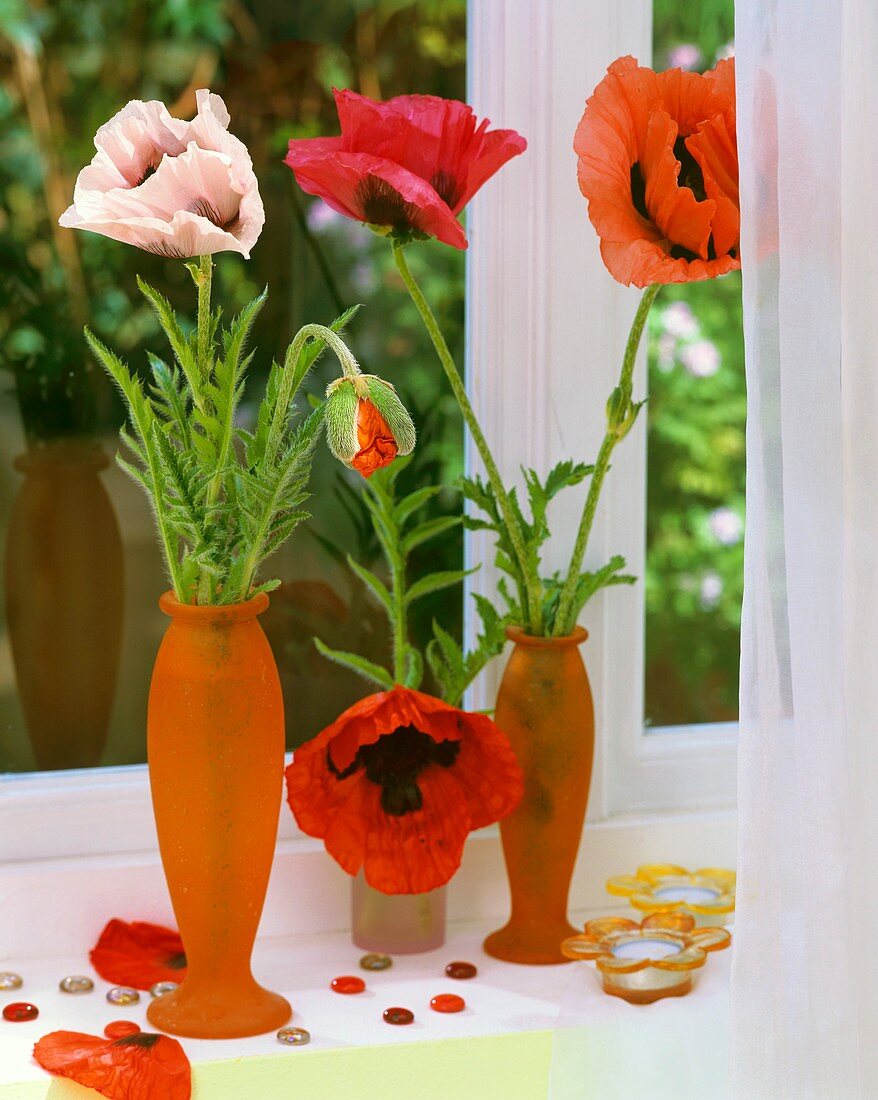 Oriental poppies in glass vases