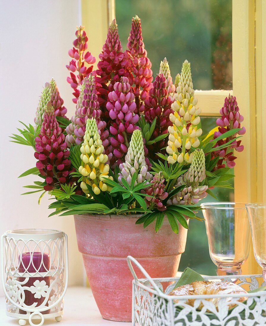 Lupins in pink vase standing by window