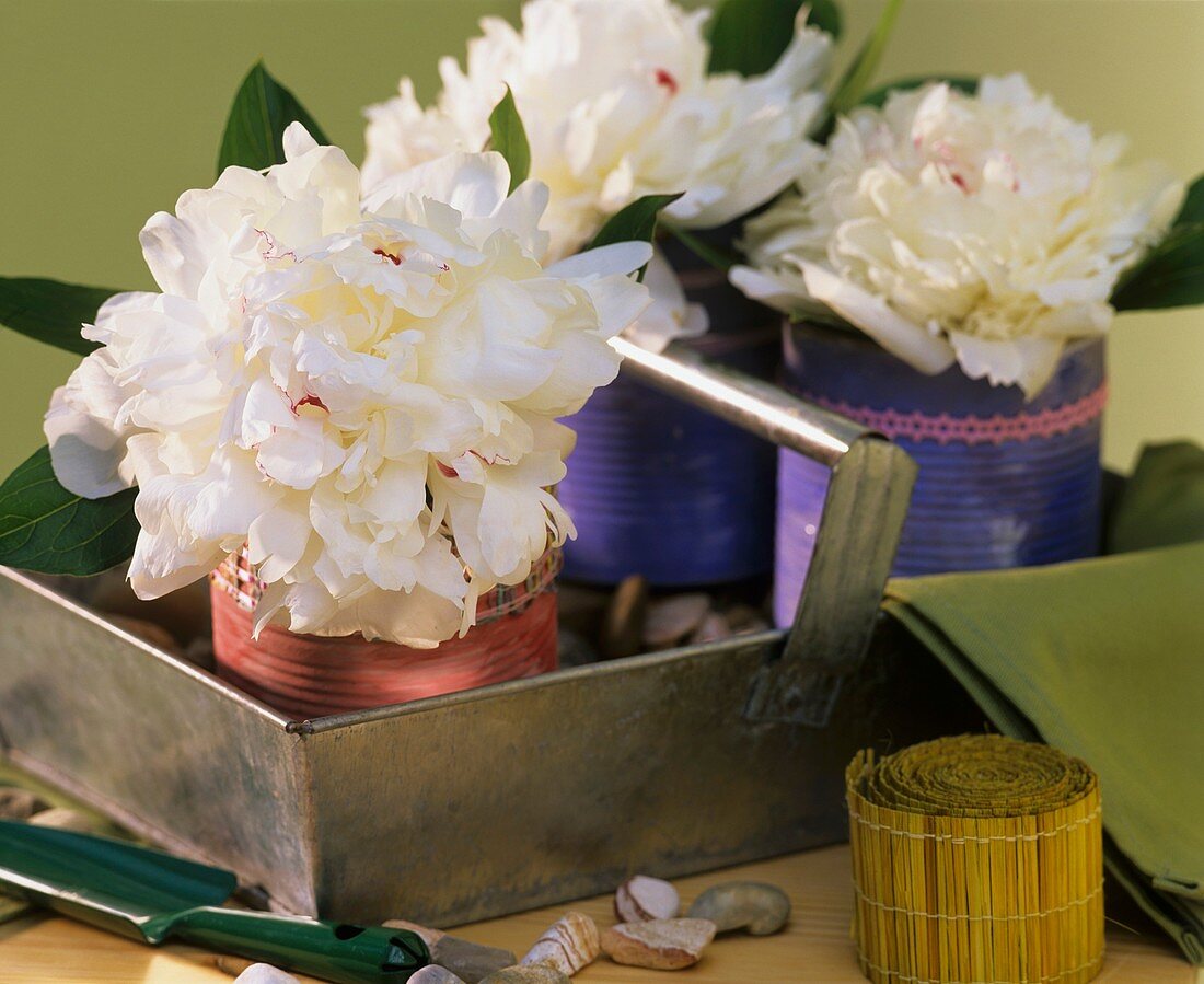 Peonies (Paeonia) in painted tin cans on metal tray
