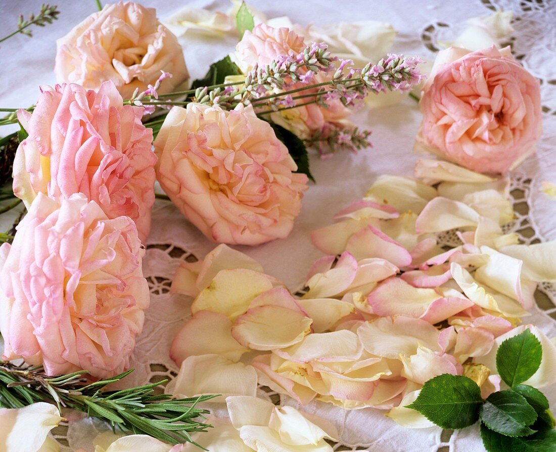 Rose 'Bordure Nacree' und Lavendel