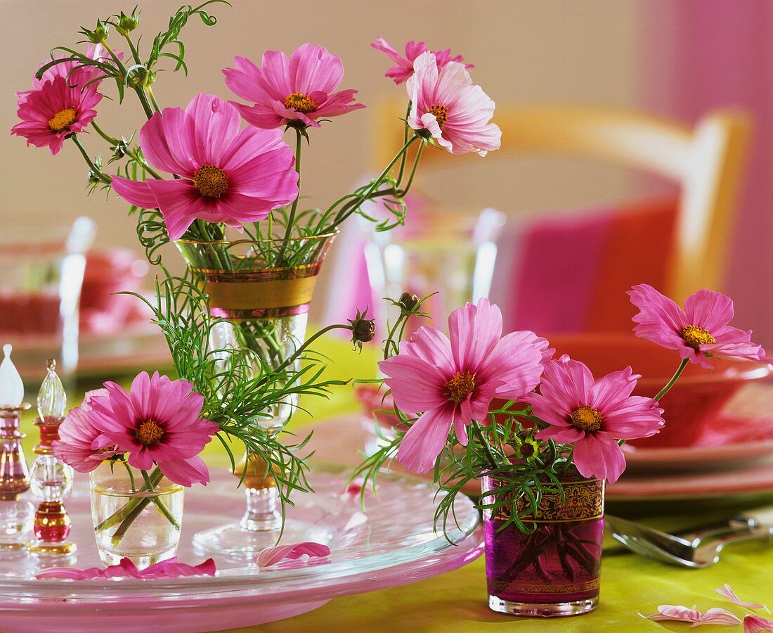 Cosmos in glasses as table decoration