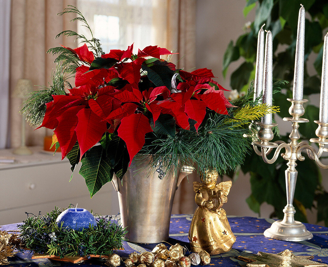 Weihnachtsstern mit Seidenkiefernzweigen