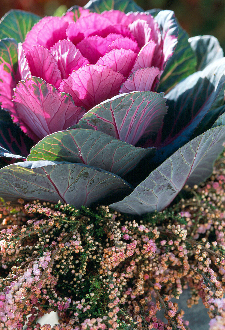 Ornamental cabbage with heather