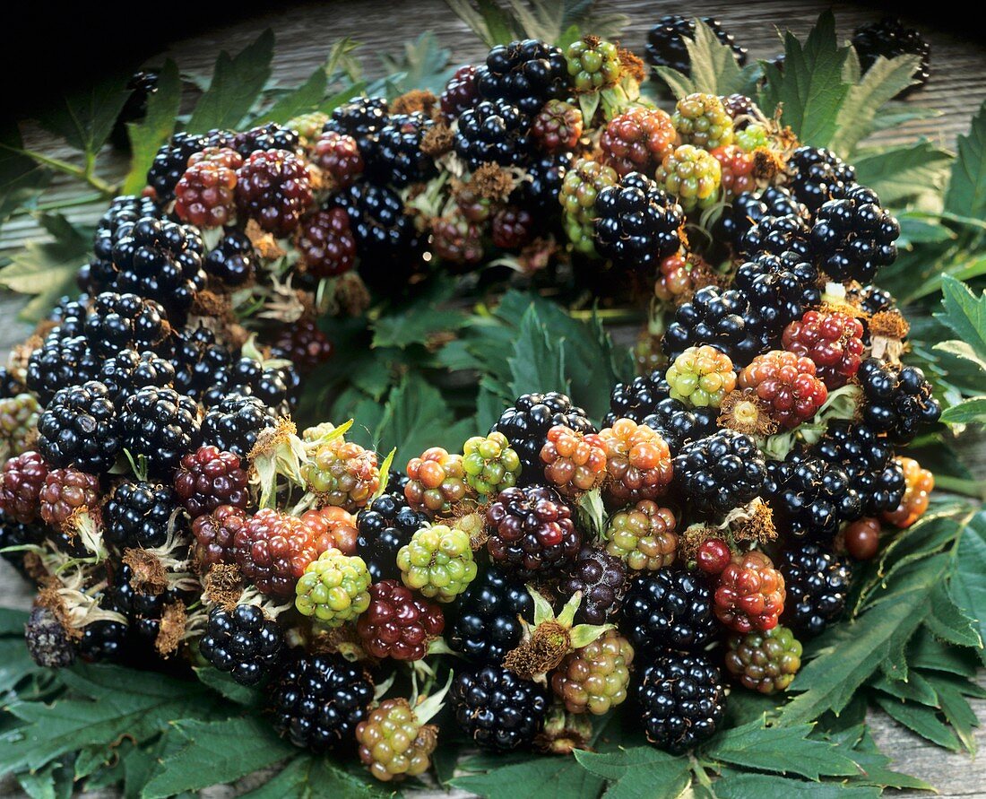 Wreath of blackberries (Rubus)