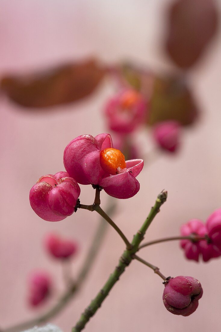 Fruit of the spindle tree (close-up)
