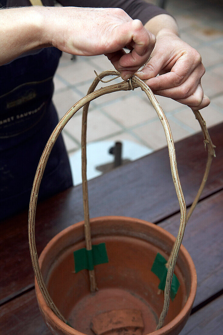 Hands tying two willow rods together to form small plant support in terracotta pot