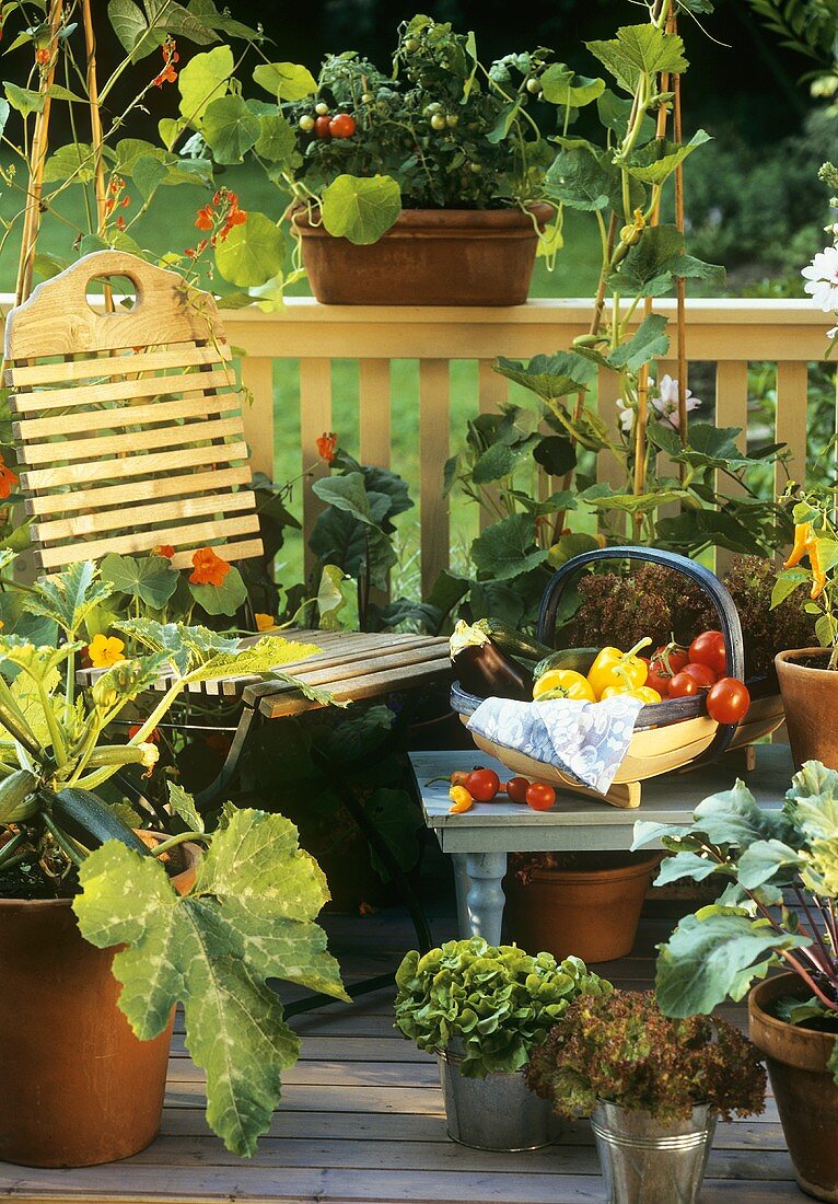 Various types of vegetables on a balcony