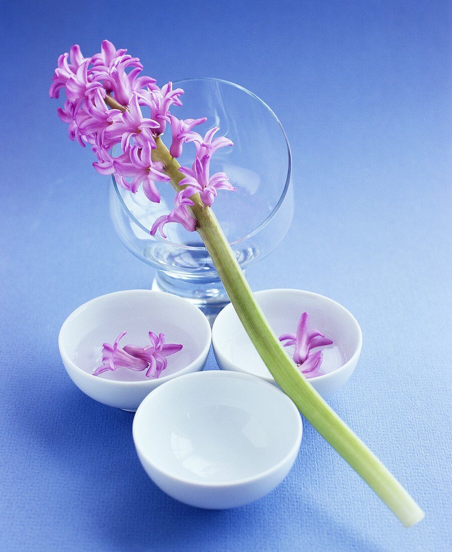 Hyacinth flower with stalk and individual flowers floating