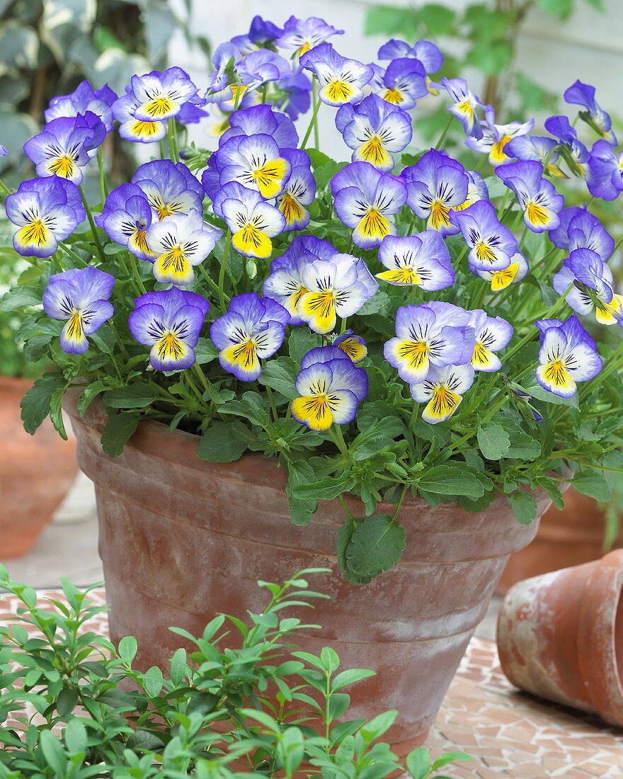 Pansies ('Blue Seal') in flowerpot