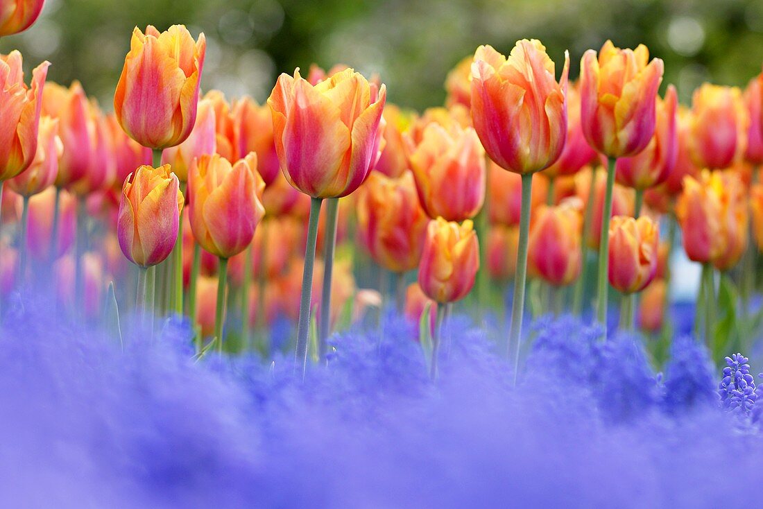 Tulpen 'Prairie Fire'