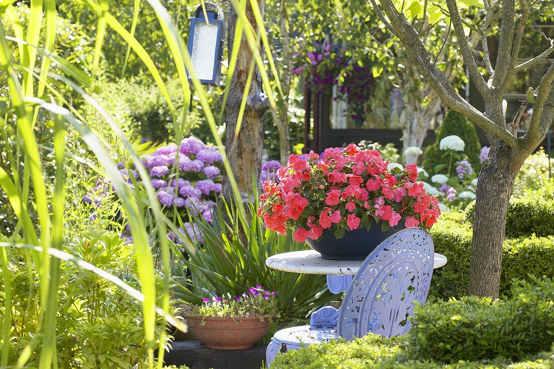 Sommergarten mit Hortensien und Springkraut