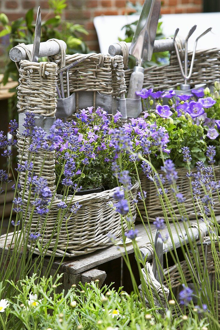 Lavender and campanulas in baskets in garden
