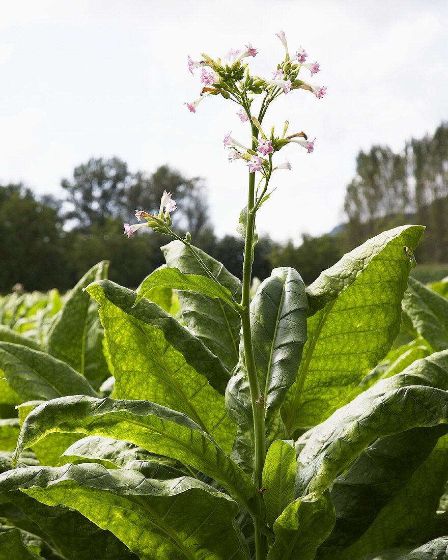 Tabakpflanze mit Blüte
