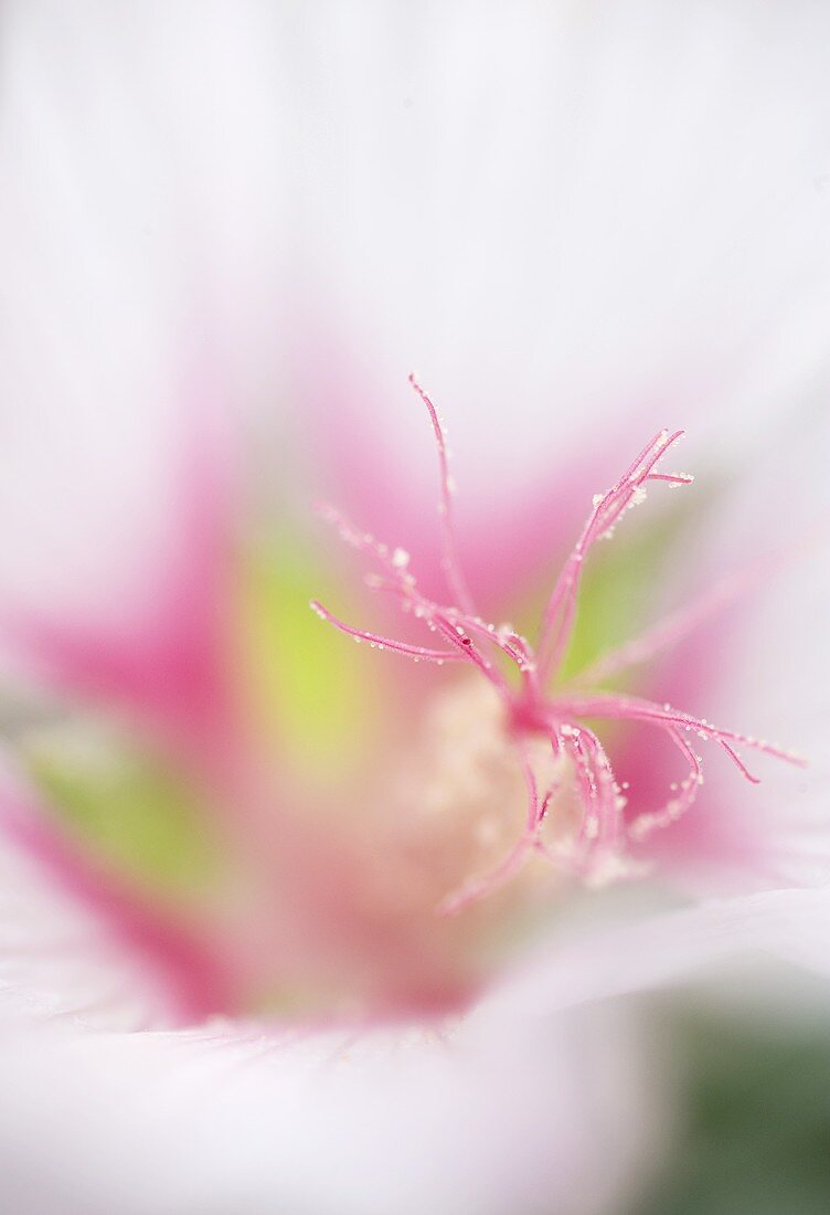 Eine Blüte (Close Up)