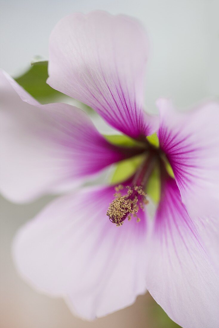 Hibiskusblüte (Close Up)
