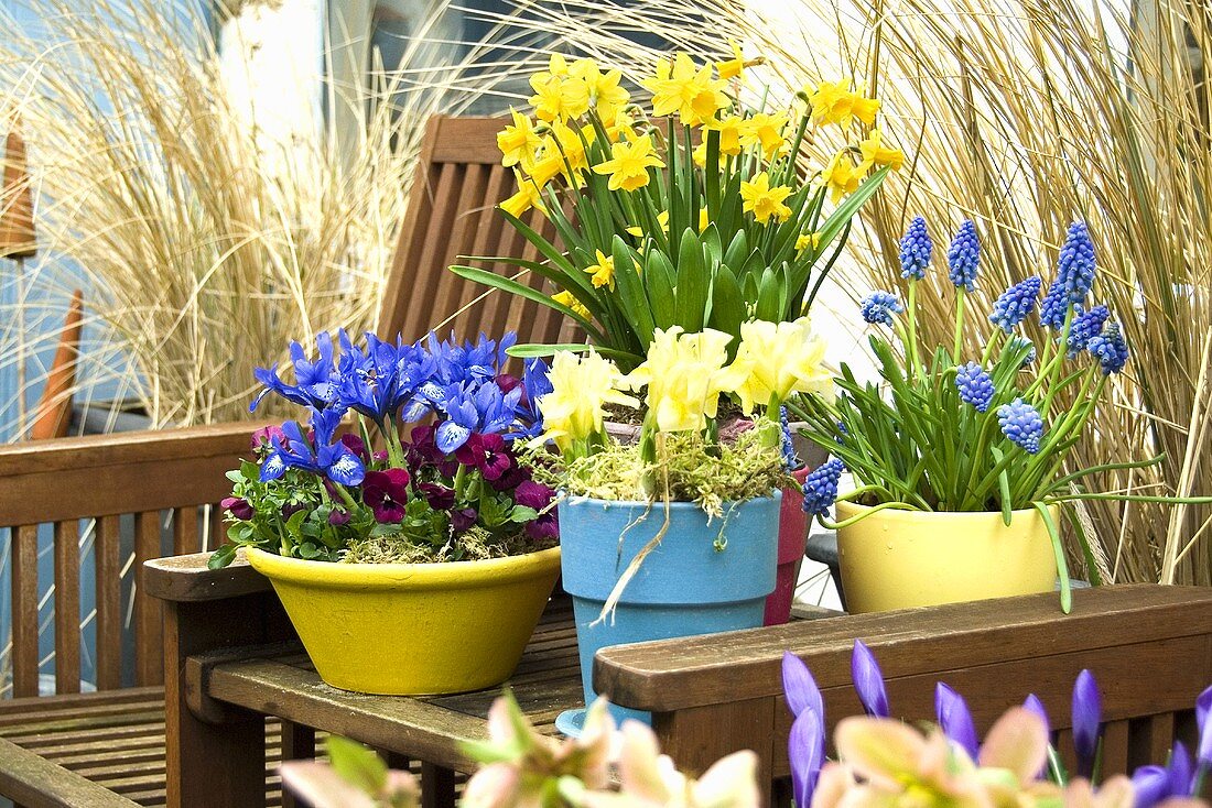 Frühlingsblumen (Narzissen, Traubenhyazinthen, Iris, Stiefmütterchen) zwischen Gartenstühlen