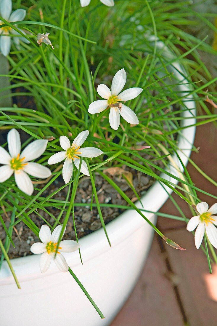 weiße Blüten in Pflanztopf auf Terrasse