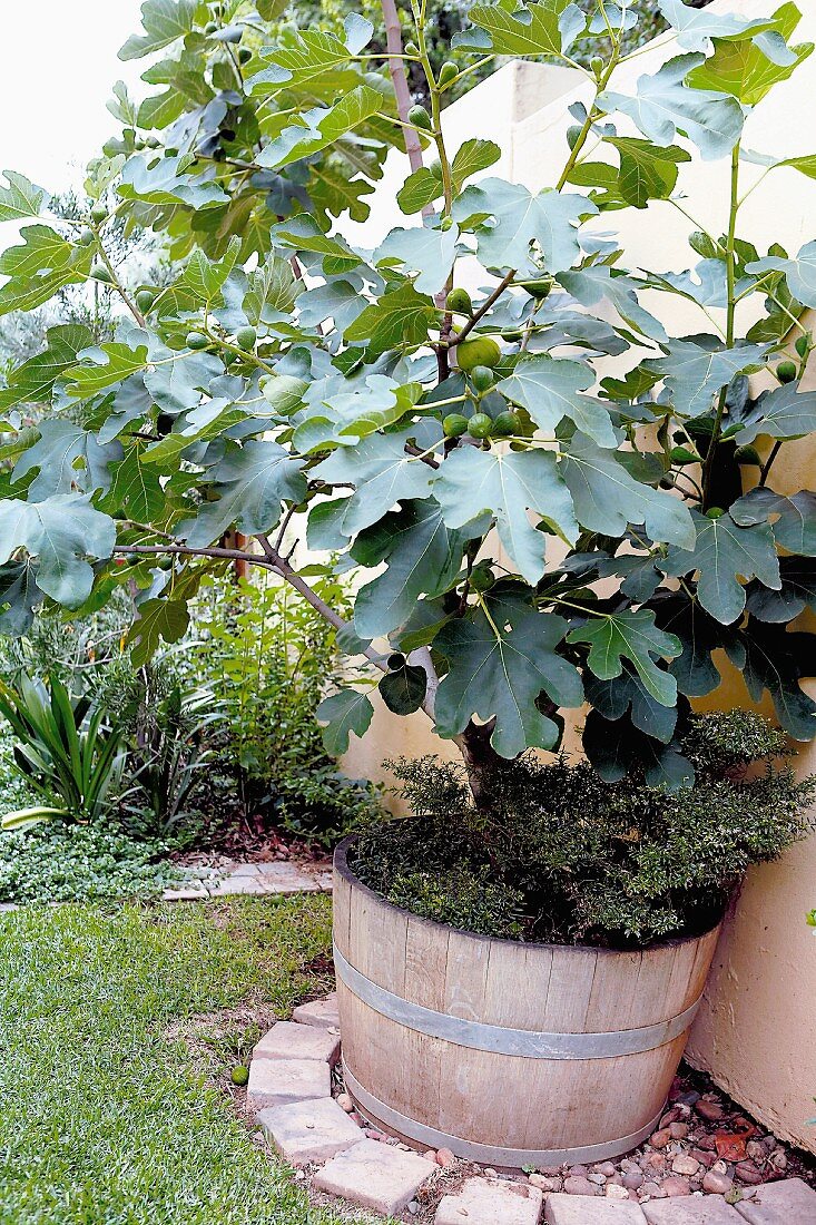 Feigenbaum im Holzkübel an Gartenmauer