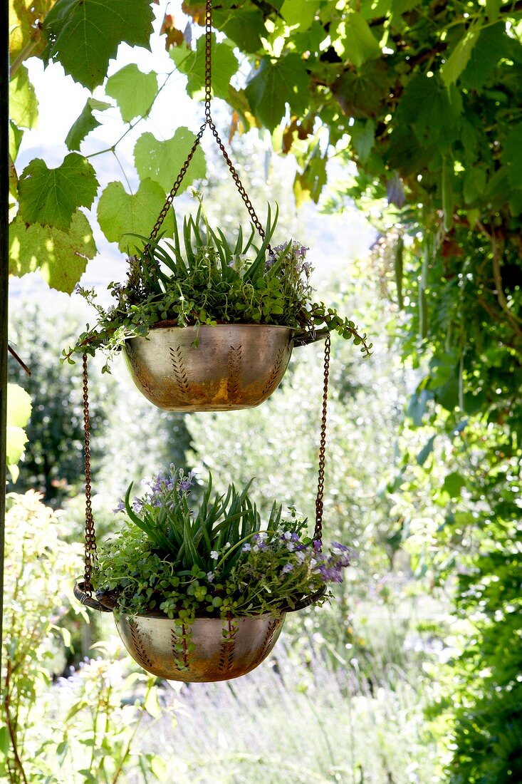 Hanging baskets in garden