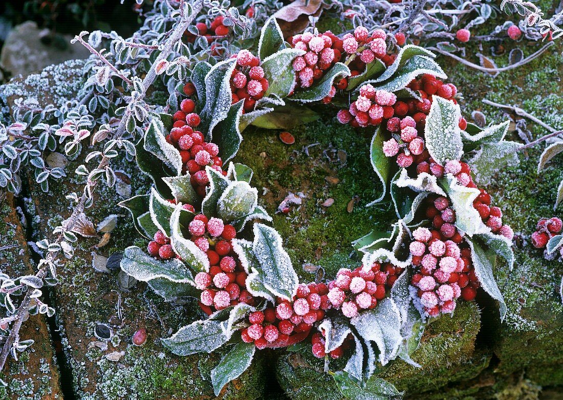 Holly wreath with hoar frost