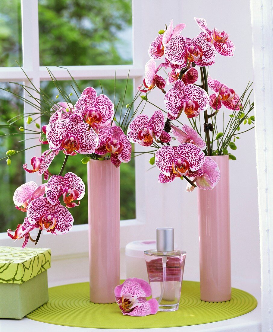 Phalaenopsis mit Besenginster in rosa Vasen am Fenster