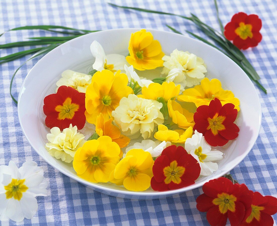 Blüten von Frühlingsprimeln in weisser Schale