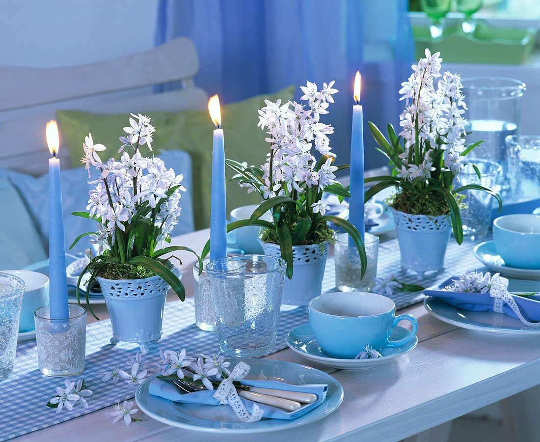 Festive table decorated with glory-of-the-snow