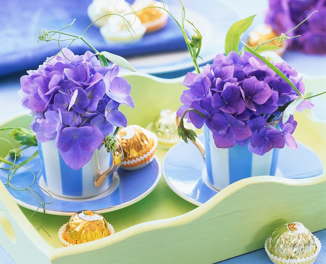 Blaue Hortensien in gestreiften Espressotassen und Pralinen