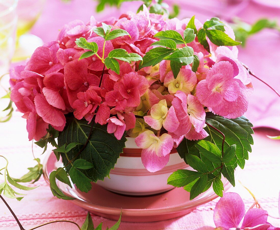 Strauss aus rosa Hortensien mit Clematisranke
