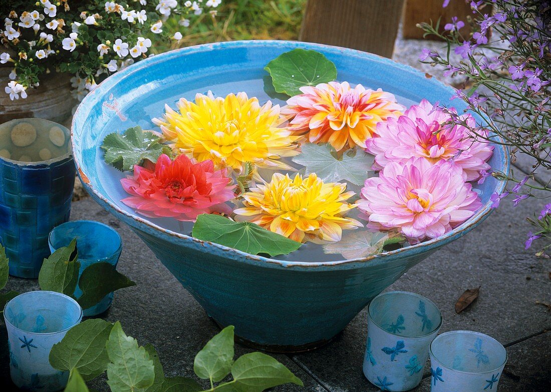 Dahlia flowers floating in blue bowl