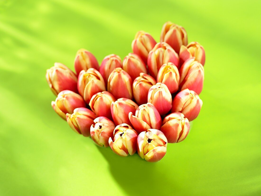 Heart of tulips