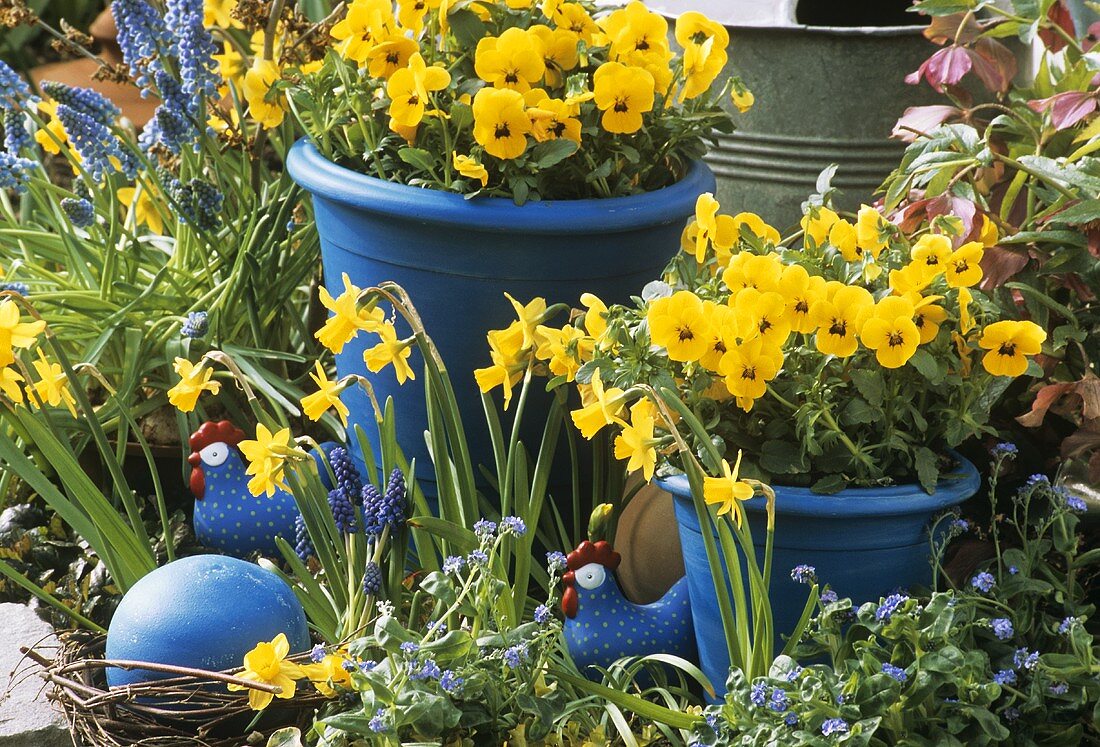 Yellow pansies in blue pots, narcissi, grape hyacinths