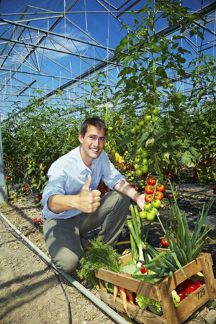 Landwirt im Gewächshaus erntet erfolgreich Tomaten