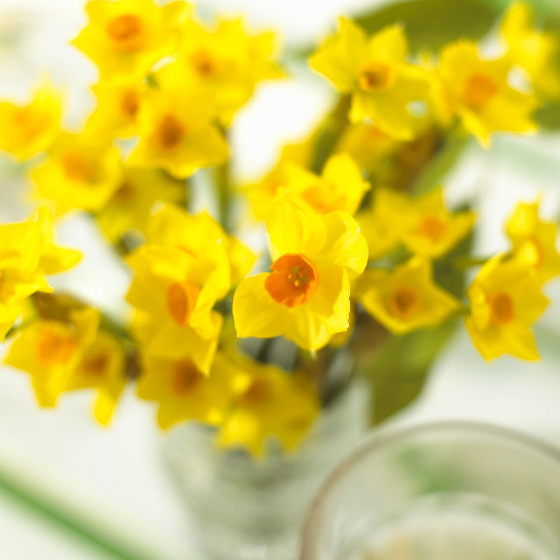 Vase of yellow narcissi on Easter table