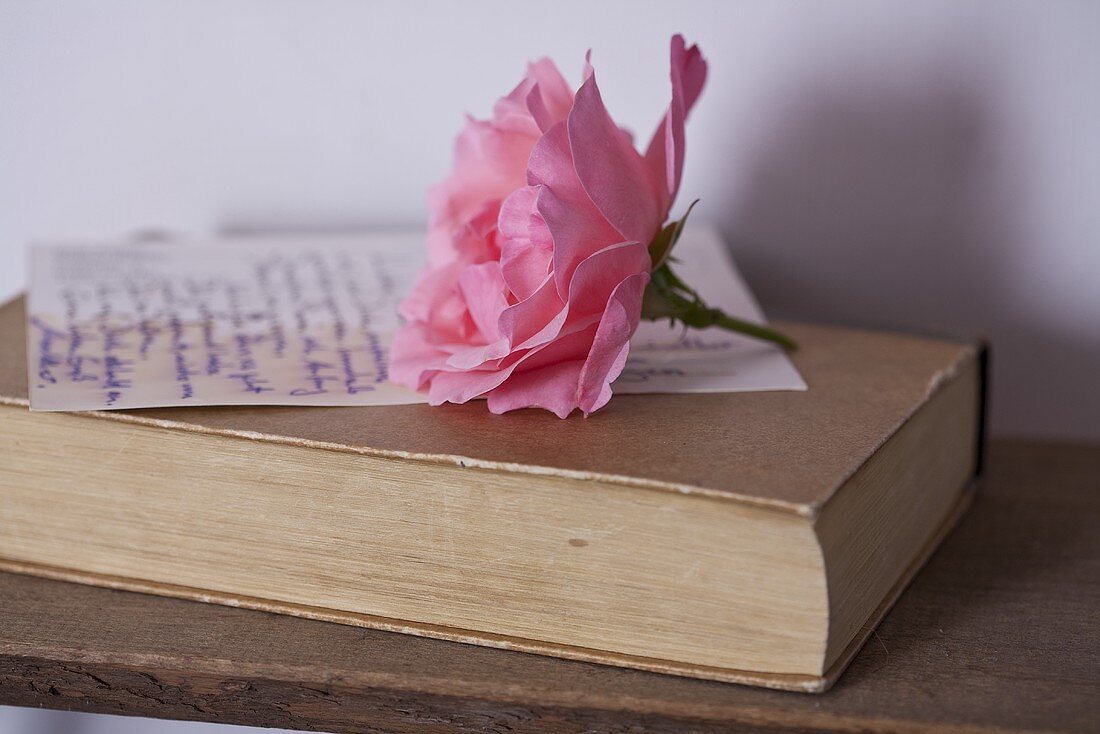 Pink rose on book