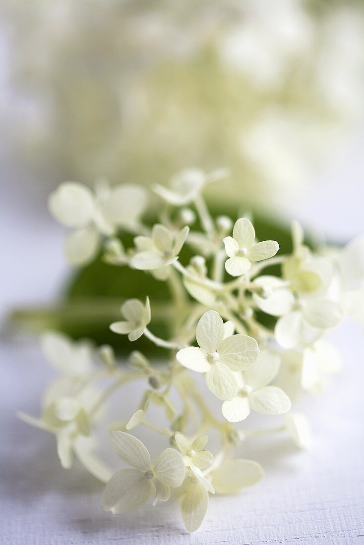 weiße Hortensienblüte