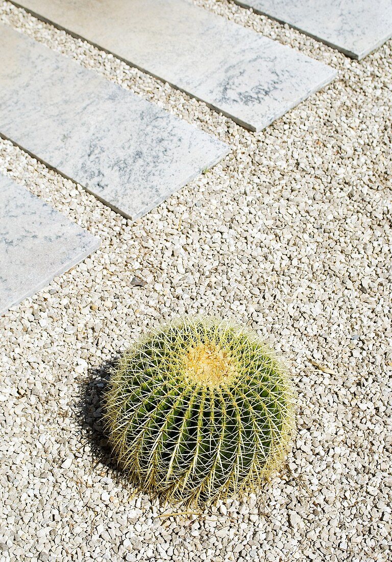 Cactus in gravel path in garden
